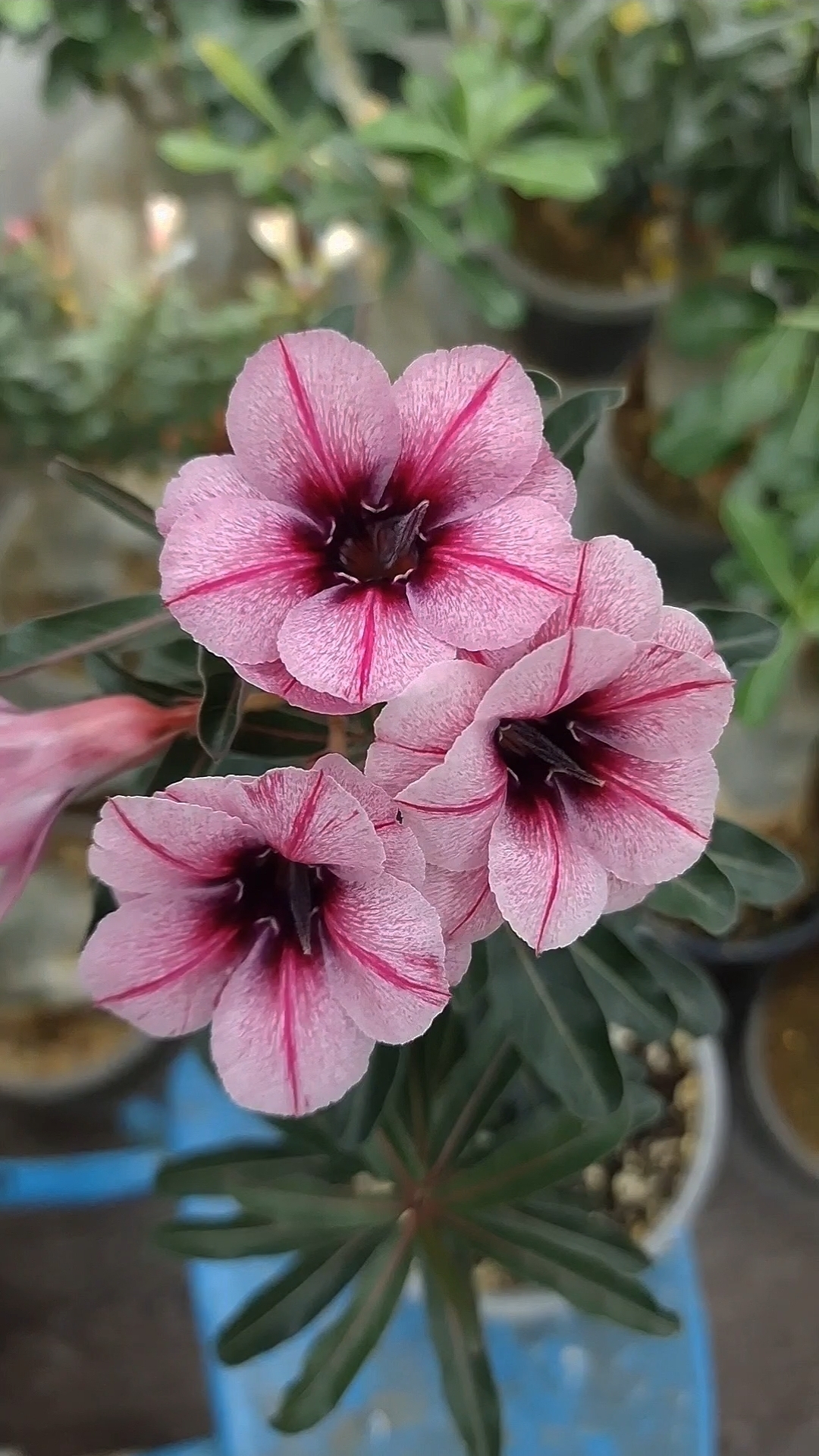 Swallow(Ласточка)-одна из любимиц😍 смотреть онлайн