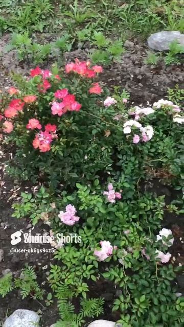 Ленобласть. Хвойное. 26.07.2024. Цветы на даче. Роза чинко де майо и почвопокровная the fairy