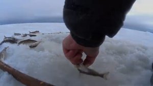 Арктика!Применил дедов способ,ЗАКРЫВАЮ РЫБЕ ГЛАЗА!теперь клюёт не переставая!