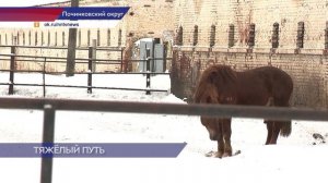 Правительство региона приложит все усилия для спасения лошадей Починковского конезавода