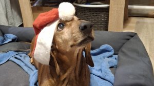 30-12-2025 🌲🌲🌲Подарочек,Новогодние настроение. 🌲🌲🌲