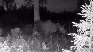 Утолить жажду: Лось находит путь к искусственному солонцу