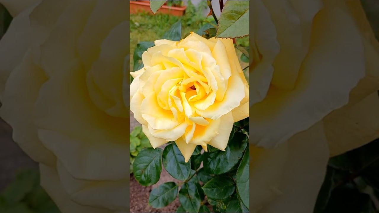 Ах эти розы ! смотреть онлайн