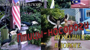 Малайзия. Остров Пангкор. Кормим птиц-носорогов