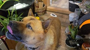 Пёс в Совешне, предводительница моего дворянства и мокрый мотылёк