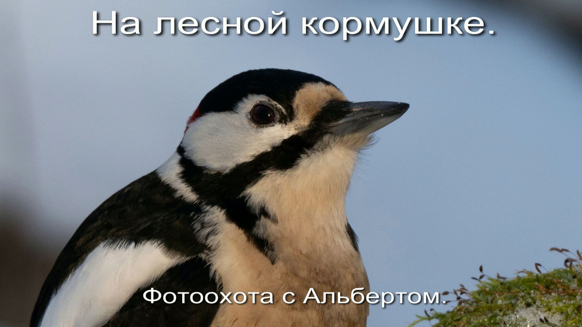 Фотоохота с Альбертом. На лесной кормушке. смотреть онлайн