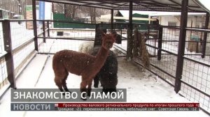 Знакомство с ламой. Новости. 30/12/2025. GuberniaTV