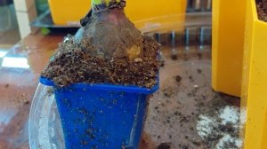 Гиацинты. Пересадка после покупки из маленького стаканчика в чуть больший