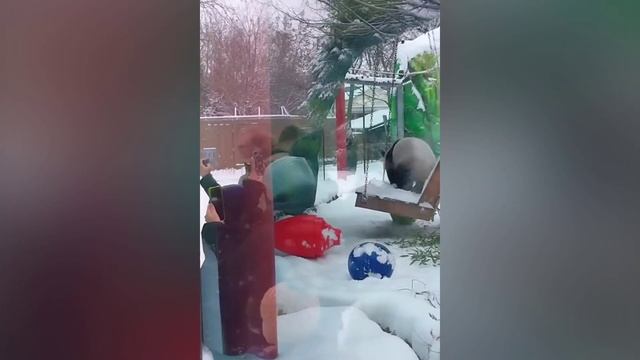 Панда Катюша начала «репетировать» танец для Деда Мороза в зоопарке Москвы смотреть онлайн