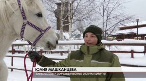 Год лошади 29.12.2025