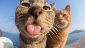 смешной момент у меня стрим не запишивался (стрим не получился)