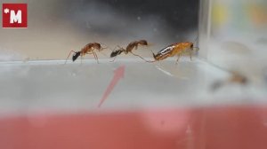 Как охотятся ХИЩНЫЕ муравьи Harpegnathos saltator