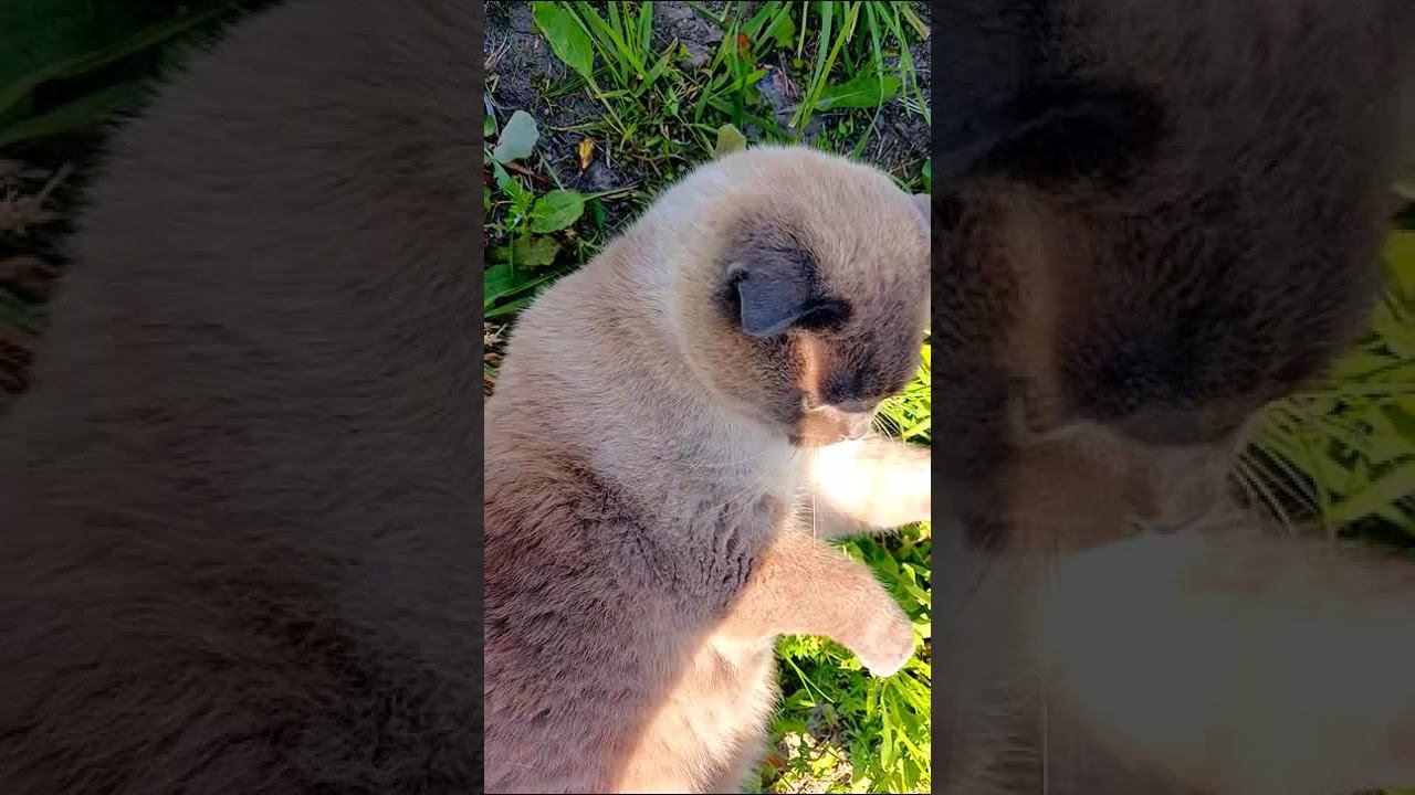 Масик смотреть онлайн