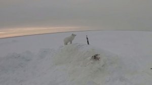 Ловля налима. Проверка перемётов на Енисее.