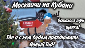 В Ейске Новый год будет со снегом! Осталось три щенка, ждут свою семью!