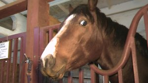 Жокей приручает коней песнями и вкусной морковкой