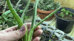 30-12-2025. Зима пришла, корпоратив , цветок- Пеллиония   Пульхра.