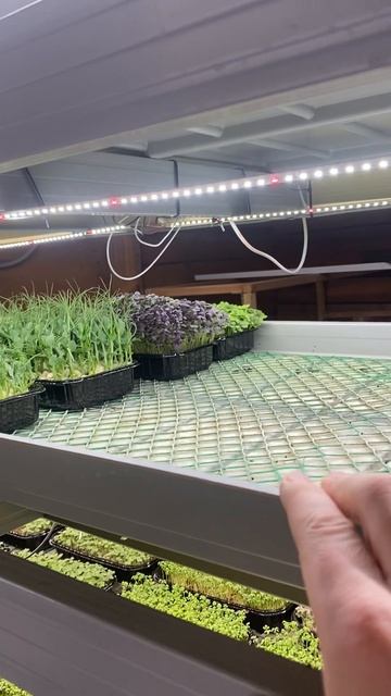 Новогодняя доставка микрозелени смотреть онлайн