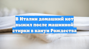 В Италии домашний кот выжил после машинной стирки в канун Рождества