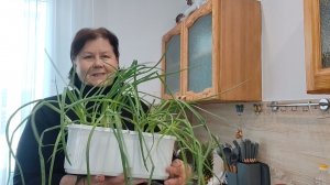 Сосиска в тесте. ПРЕДНОВОГОДНЯЯ СУЕТА.