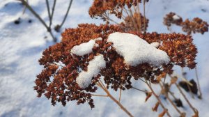 Наш сад в конце декабря