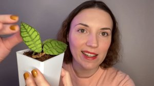 Любимые суккуленты 2025 года (подвожу итоги)