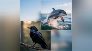 Кто умнее дельфин или ворон?