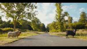 Бараны-детективы / Следствие ведут овечки / Овечьи Детективы / The Sheep Detectives 
ТРЕЙЛЕР