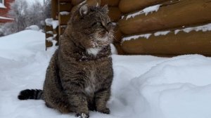ДНЕВНИК лесного кота БАРСИКА: «Чую, скоро Новый год!»  - 30.12.2025