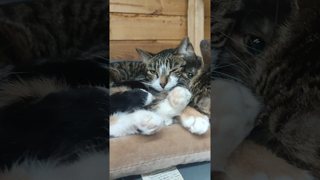 кошатник в стиле Латина⬛танцы зумба❄️откройте фрамугупустите кошочкукошатникивсем любви❤️ смотреть онлайн