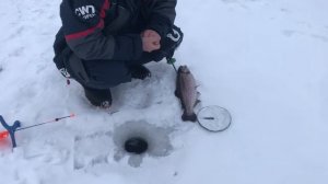 поимка форели на молька