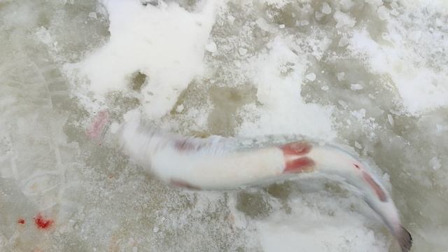 Основной водоём. смотреть онлайн