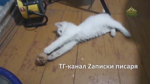 ЗА ДРУГИ СВОЯ: Саша Белый и другие герои Zаписок писаря. Главное чудо на войне