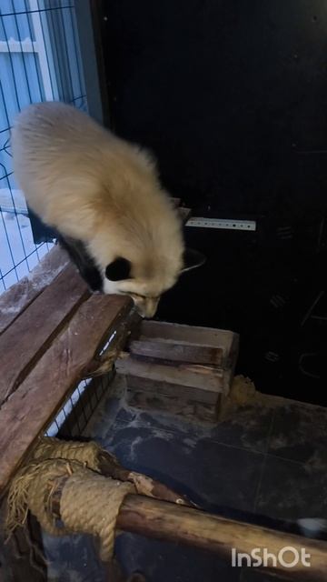 #лис #лиса #лисичка #уралиса смотреть онлайн