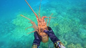 Как дайверы ,и коренное население Австралии ловят гигантских лобстеров .