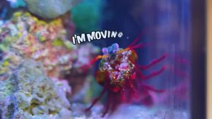 Создала Спанч Боба в реальной жизни