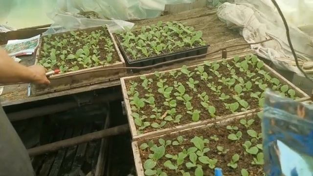 Что если не подкармливать рассаду. Эксперимент