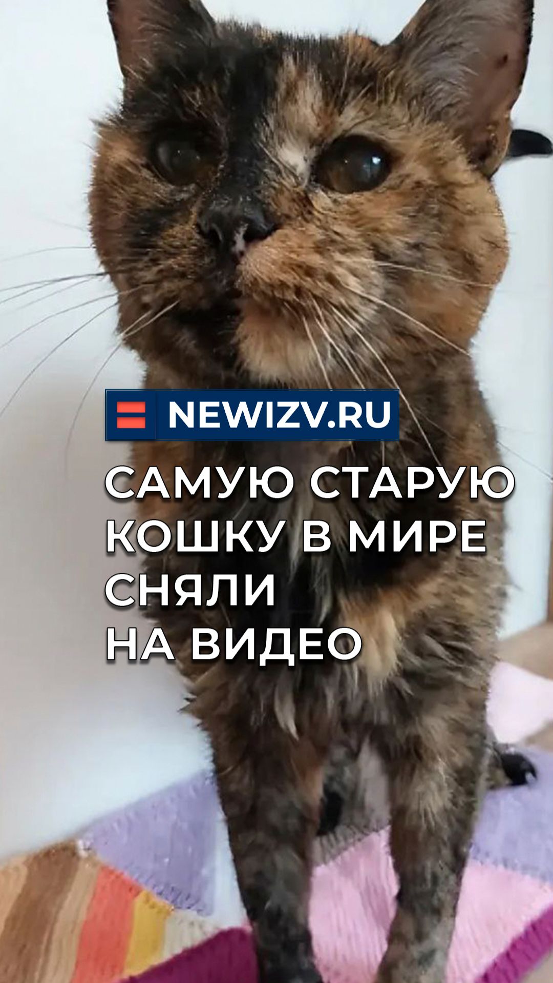 Самую старую кошку в мире сняли на видео смотреть онлайн