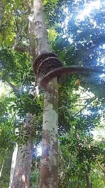 Если вдруг вы не видели как змея ползает по деревьям... смотреть онлайн