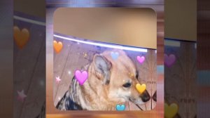 1000044164.mp4 (Собака наблюдает за устройством лестницы на 2 этаж в доме А-фрейм)