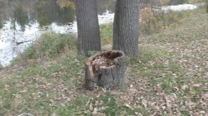 3 Часть Дерево За Место Урна. От 10 10 2025 Года.