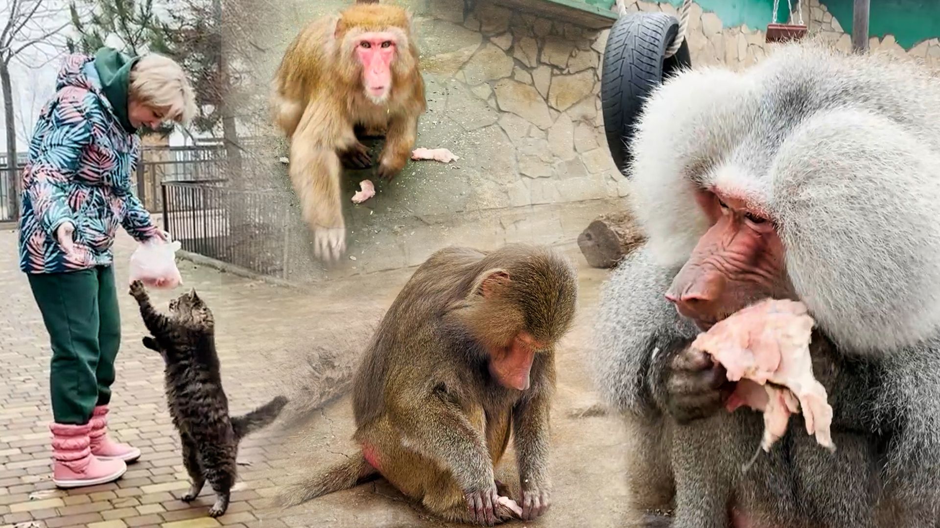 Что коты, что макаки - ВОРУЮТ ВСЕ! Феня впереди Вени, а у Елисея порядок строгий - Лиде остатки. смотреть онлайн