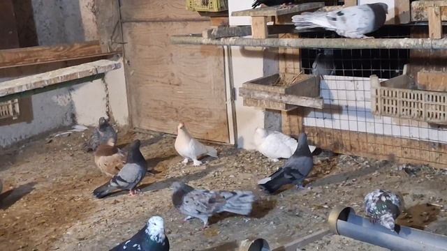 1000107517.mp4 С..годубями.И.Т.Луганск. смотреть онлайн