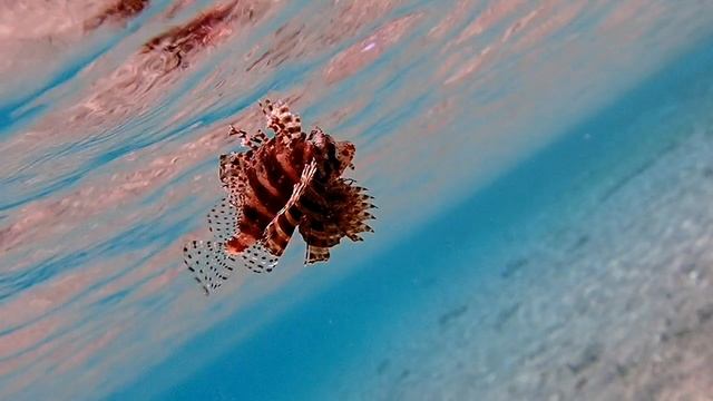 Dendrochirus hemprichi. Juvenile. Red Sea dwarf lionfish. смотреть онлайн