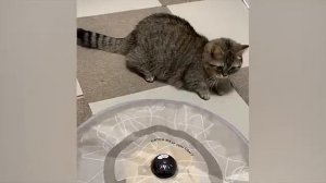 Самые смешные животные Приколы с котами и собаками 2026