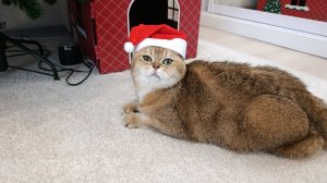 Предновогодние хлопоты. Как кот Тоша готовился к встрече нового года
