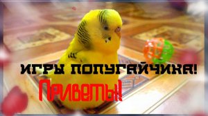 Самый Веселый Ручной Попугай! Игры попугая!