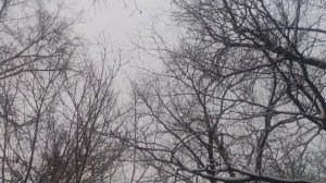 30 декабря магический 🧝 прогноз погоды от волшебника до вечера пасмурно и снег ❄️.