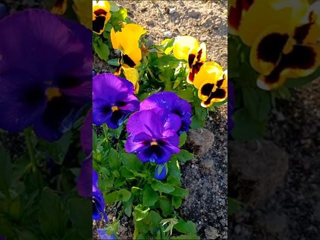 Мои цветочки смотреть онлайн