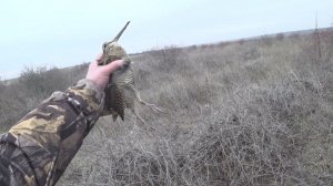 Охота с дратхааром завершение сезона 2021 ч1